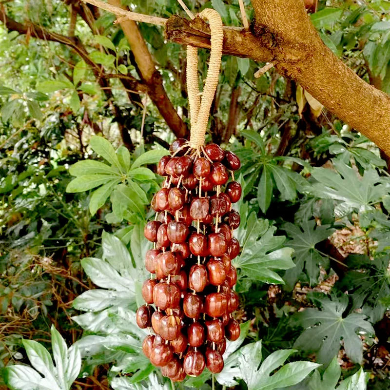 Fruit Handbell Sound Therapy Meditation Bell Natural Fruit Shell Hand Bells Accompaniment Percussion Musical Instruments